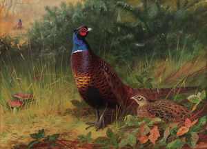 'in The Furze Breake'. A Cock And Hen Pheasant Among Gorse
