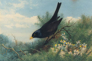 A Blackbird Amongst Gorse
