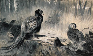 A Cock And Three Hen Pheasant In A Woodland Glade