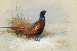 A Cock Pheasant 1