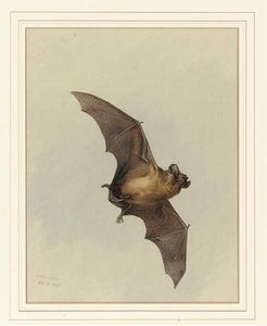Un murciélago de herradura