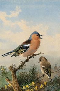 A Pair Of Chaffinches Perched On Gorse
