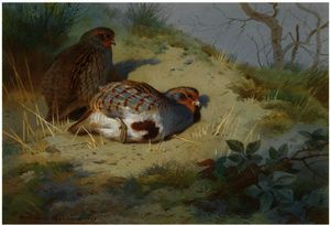 A Pair Of Partridges On A Sandy Bank