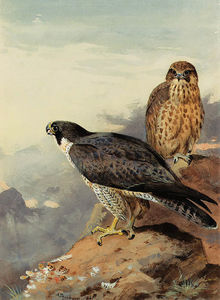 A Pair Of Peregrines