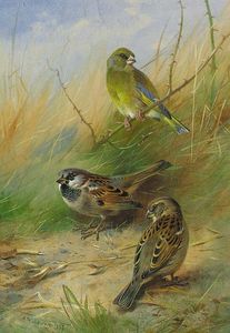 A Pair Of Sparrows And A Greenfinch