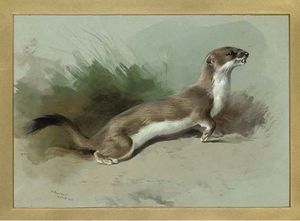 A Stoat On The Alert