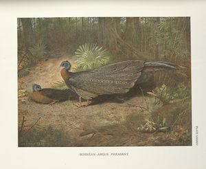 Bornean Argus Pheasant (Argusianus Grayi)