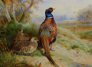 cock et hen pheasant à l orée d un bois