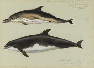 común delfín y `bottlenose` delfín