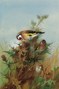 Goldfinches On Thistledown
