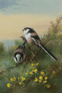 Long-Tailed Tits On Gorse