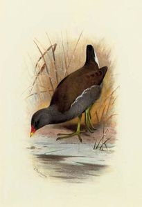 Water Hen Or Moorhen, Gallinula Chloropus