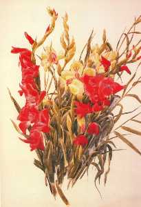 Red and yellow Gladioli