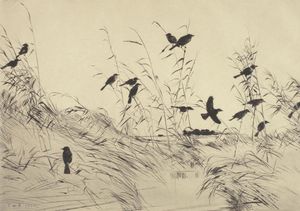 Blackbirds and Rushes