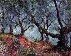 Hain olive bäume in bordighera