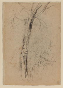 Study Of A Tree