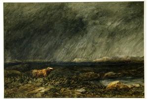 The Challenge. A Bull In A Storm On A Moor