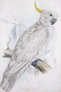 Grande zolfo Cockatoo (Plyctolophus sulphureus)