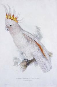 Di Leadbeater Cockatoo (Plyctolophus leadbeateri