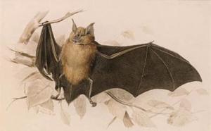 Rhinolophus Ferremequinum (Horseshoe Bat)