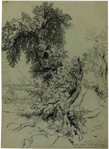 Study Of Trees Near Sorrento