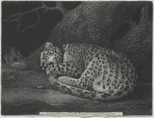 a dormir léopard