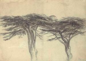 Study of two cedars of Lebanon