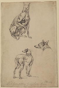 Three studies of a greyhound