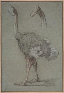 Two Studies of an Ostrich