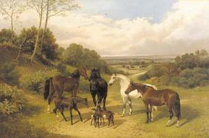 Surrey pastures