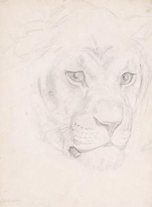 Head of a lioness 1