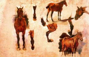 Study Of Horses