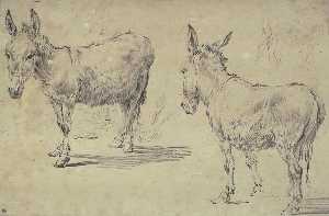 Two studies of donkeys and sketches of a third