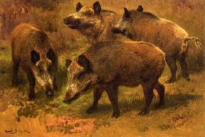 quatre `boars` dans un paysage