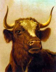 Head of a Bull