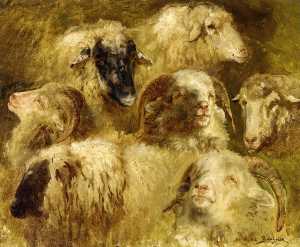 母羊和公羊头