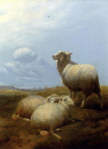 牧場で羊