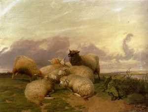 羊在坎特伯雷水草原