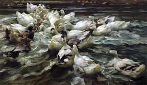 ducks`  在  池塘