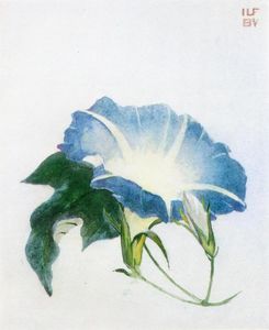Ipomoea ( aussi connu as morning glory )