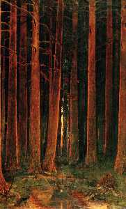 coucher du soleil dans le forêt