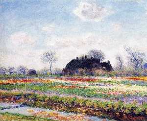 des champs de tulipes à sassenheim , près de leiden