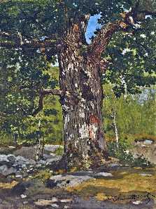 Il Bodmer Oak