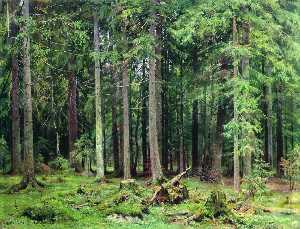 Forest in Mordvinovo