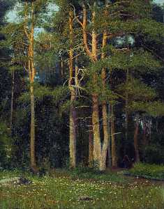 Forêt de pins dans Ligovo