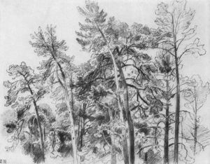 The tops of the pines