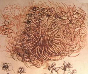 Drawing of a botanical study