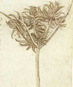 Carex . jpg