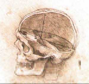 View of a Skull