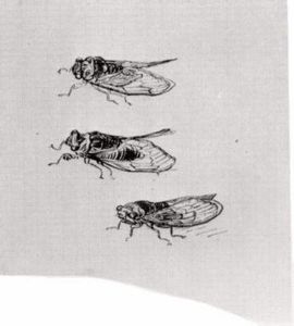 Drei Cicadas